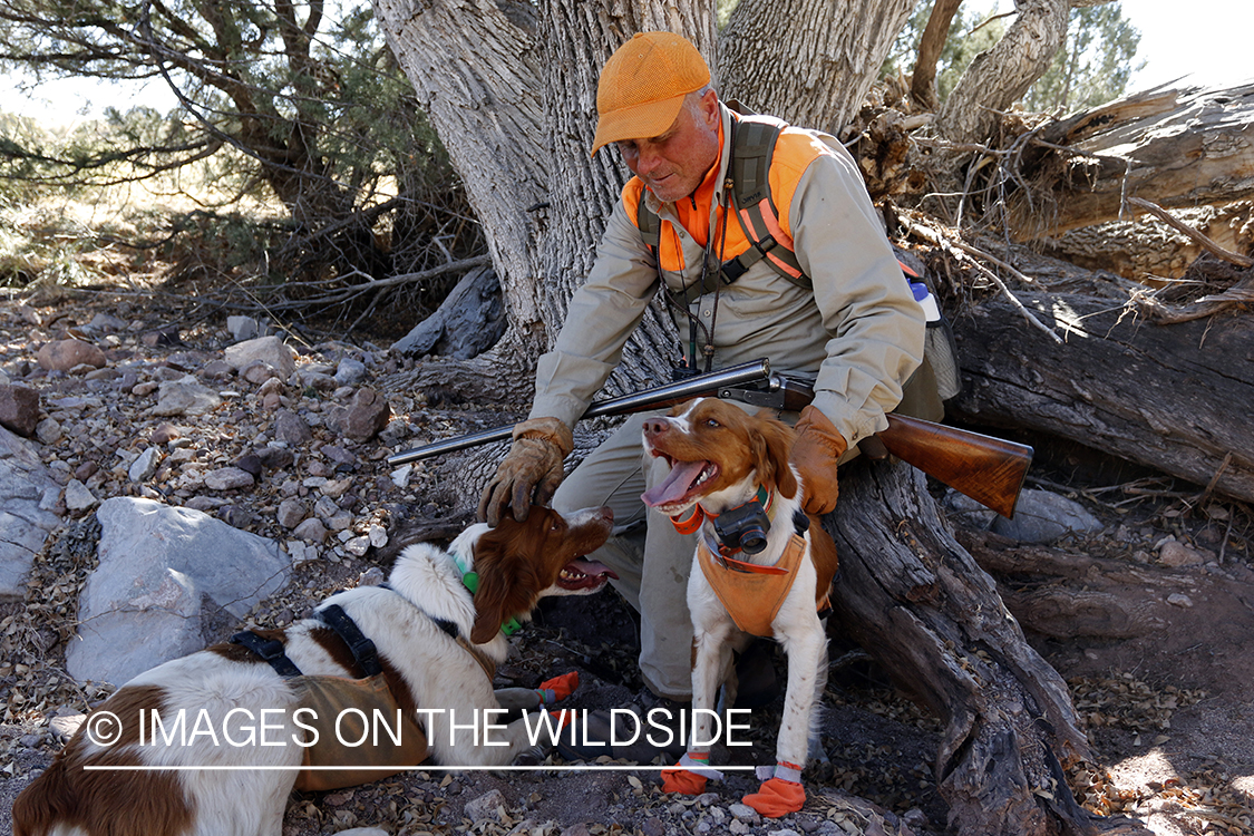 Mearns quail hunting with Brittany Spaniels.