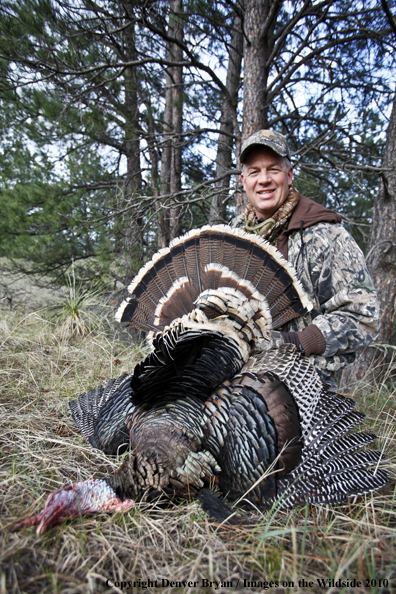 Hunter with bagged (Merriam's) turkey