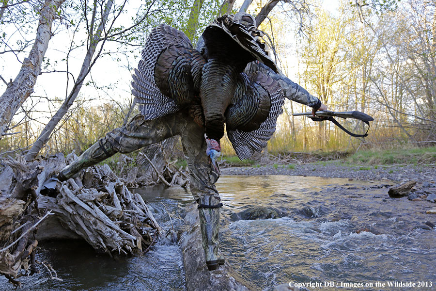 Turkey hunter in field with bagged turkey.