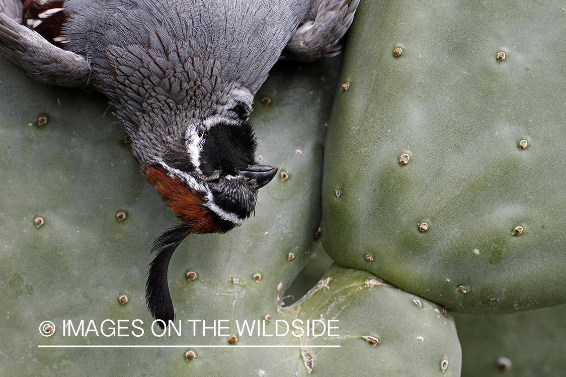 Bagged Gambel's Quail on cactus in Arizona.
