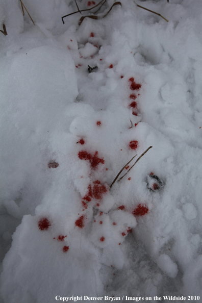 Deer/Elk blood trail in snow. 