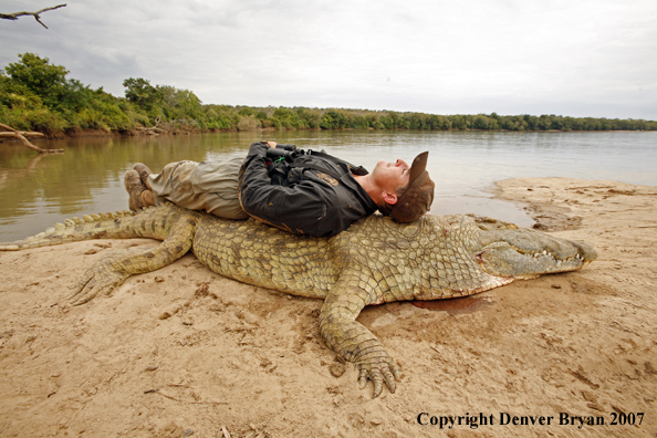 Hunter sleeping on bagged African crocodile