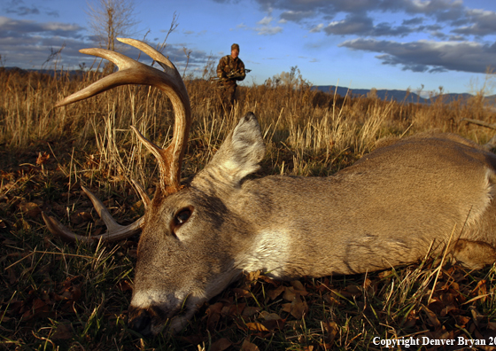 Bowhunter approaching whitetail buck kill.