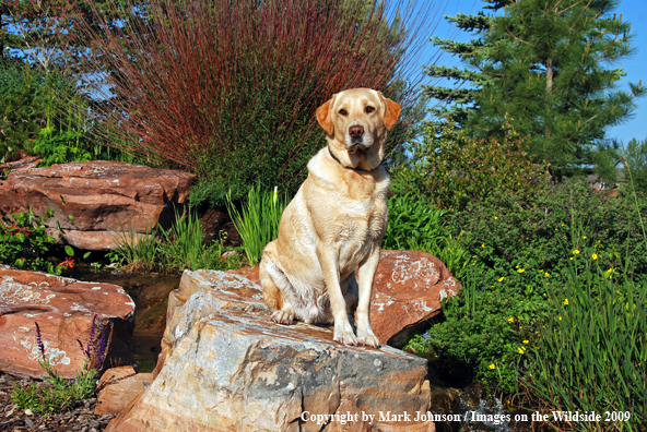 Yellow Labrador Retriever in field