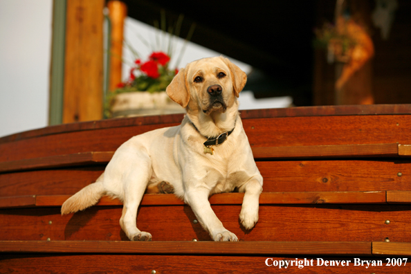 Yellow Labrador Retriever