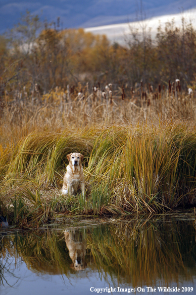 Yellow Labrador Retriever