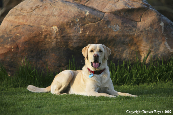 Yellow Labrador Retriever in yard