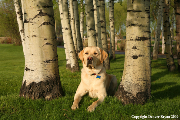 Yellow Labrador Retriever in yard