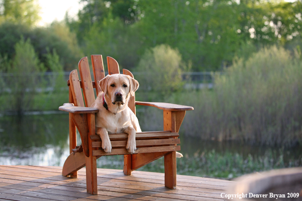 Yellow Labrador Retriever in chair