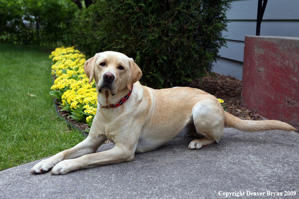 Yellow Labrador Retriever by flowers