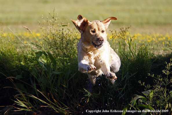 Yellow Labrador Retriever in field