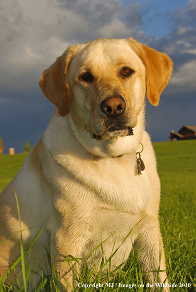 Yellow Labrador Retriever