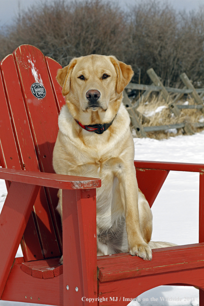 Yellow Labrador Retriever sitting in chair