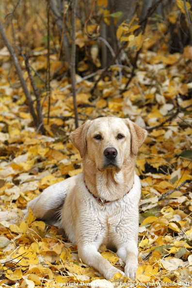 Yellow Labrador Retriever.