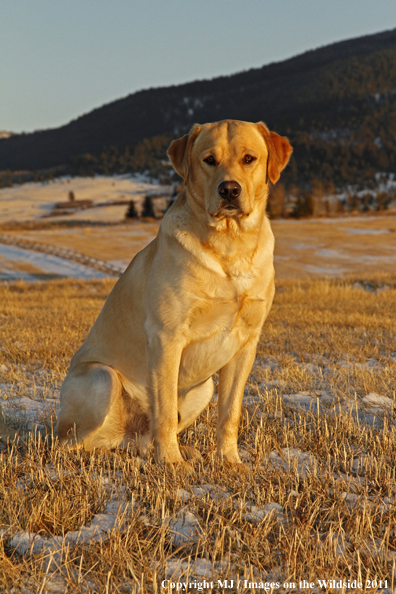 Yellow Labrador Retriever.