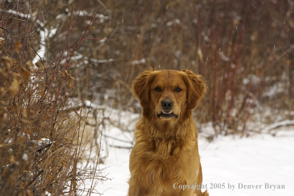Golden Retriever in snow.