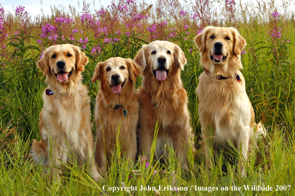 Golden Retrievers