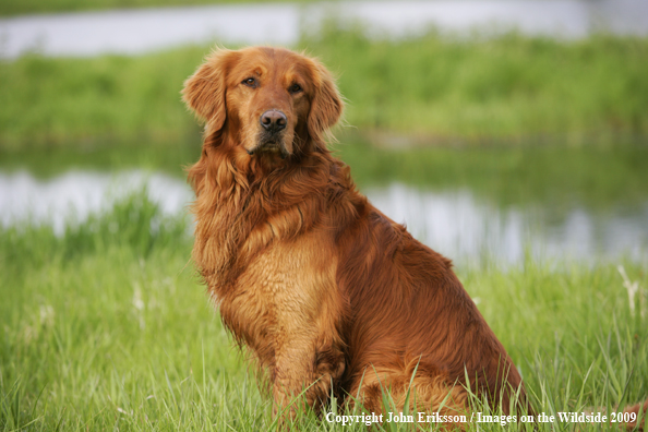 Golden Retriever in field