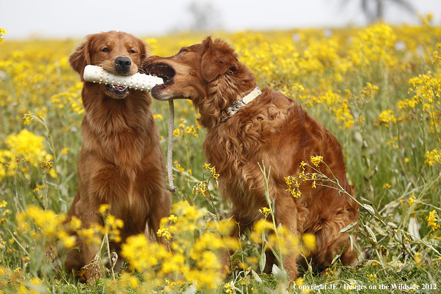 Golden Retrievers with toy.