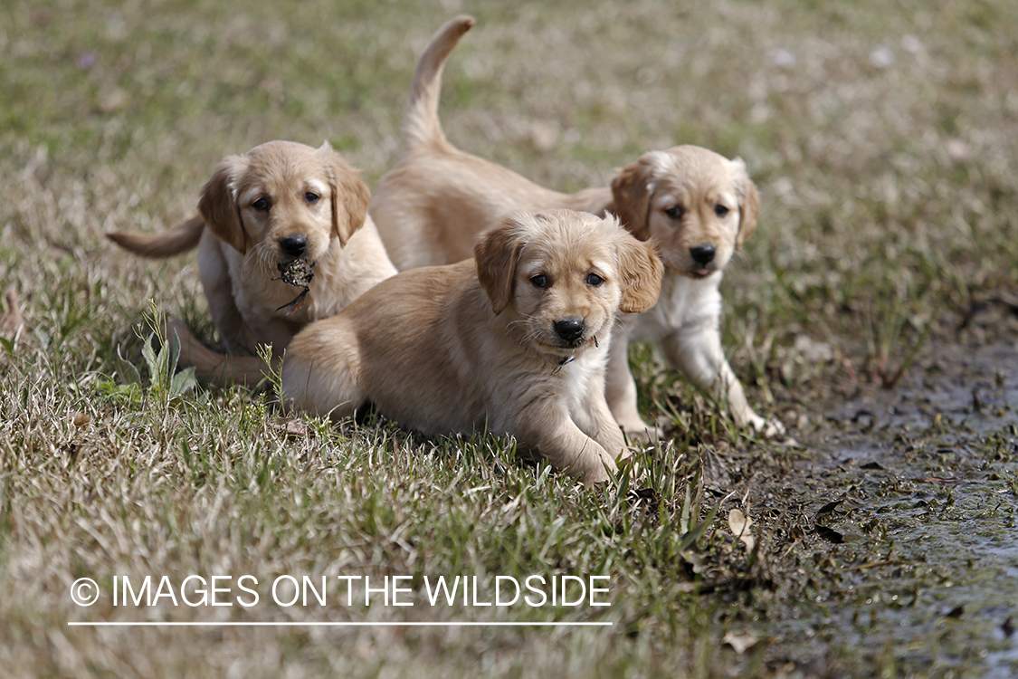 Golden Retriever Puppies