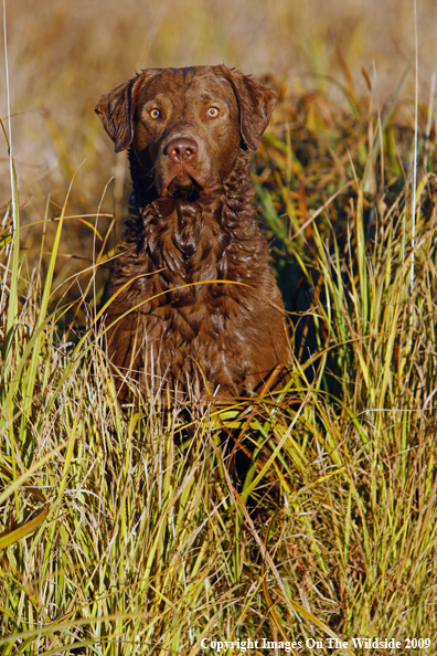 Chesapeake Bay Retriever