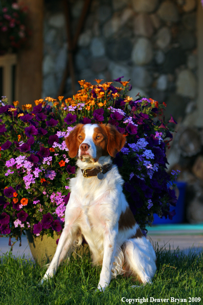 Brittany Spaniel in yard
