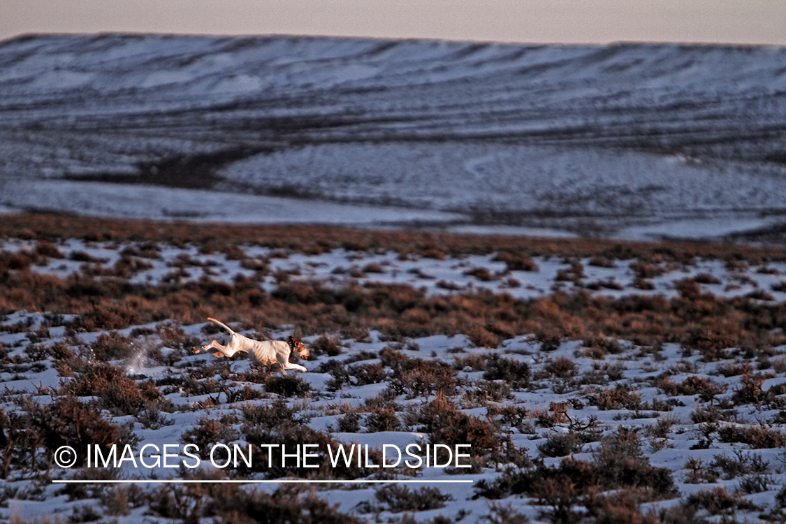 English pointer in field.