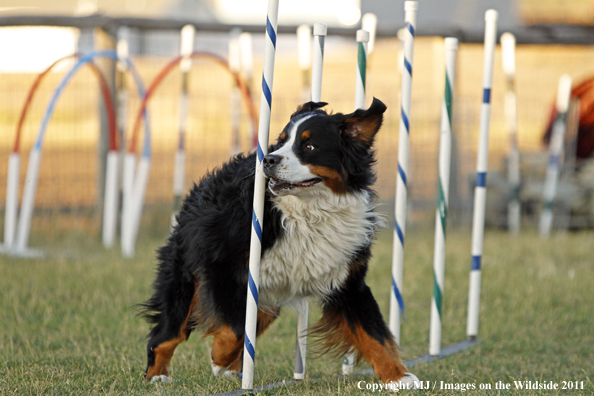 Bernese Mountain Dog running agility course. 