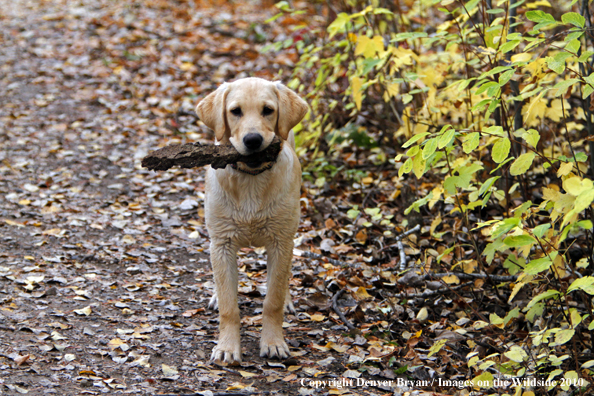 Yellow Labrador Retriever Puppy