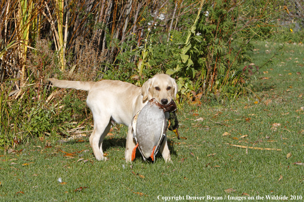Yellow Labrador Retriever Puppy with duck. 