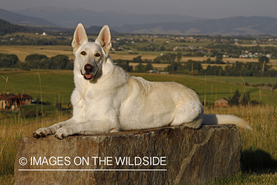 White German Shepherd