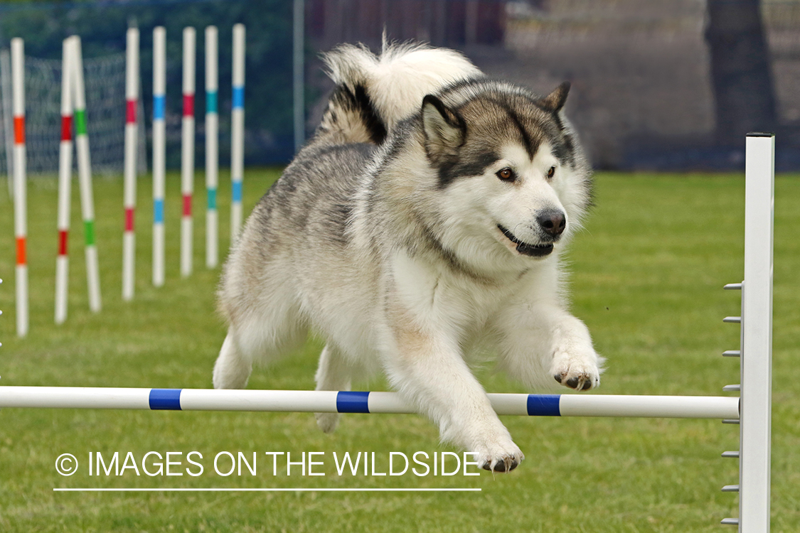Alaskan Malamute jumping over obstacle.