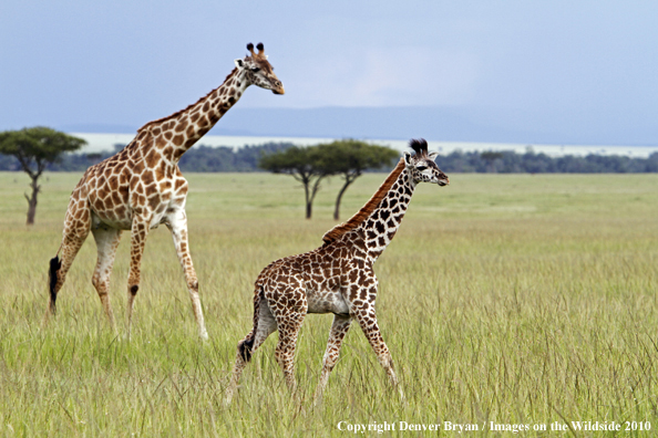 Masai Giraffe (adult with young)