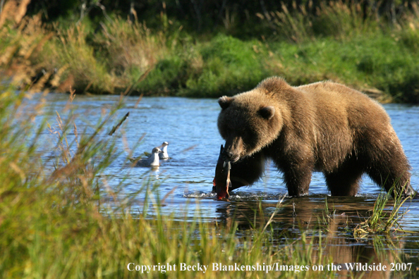 Brown bear in habitat. 