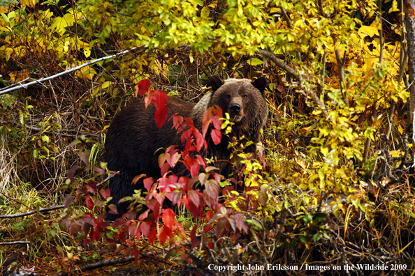 Brown/Grizzly Bear in habitat
