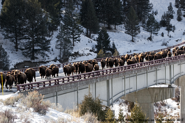 American Bison herd crossing bridge in winter habitat.
