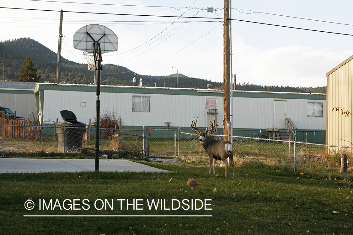 Mule deer in urban setting