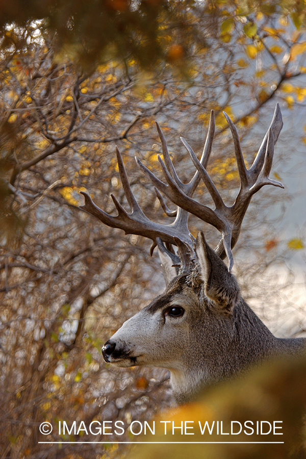Mule deer 