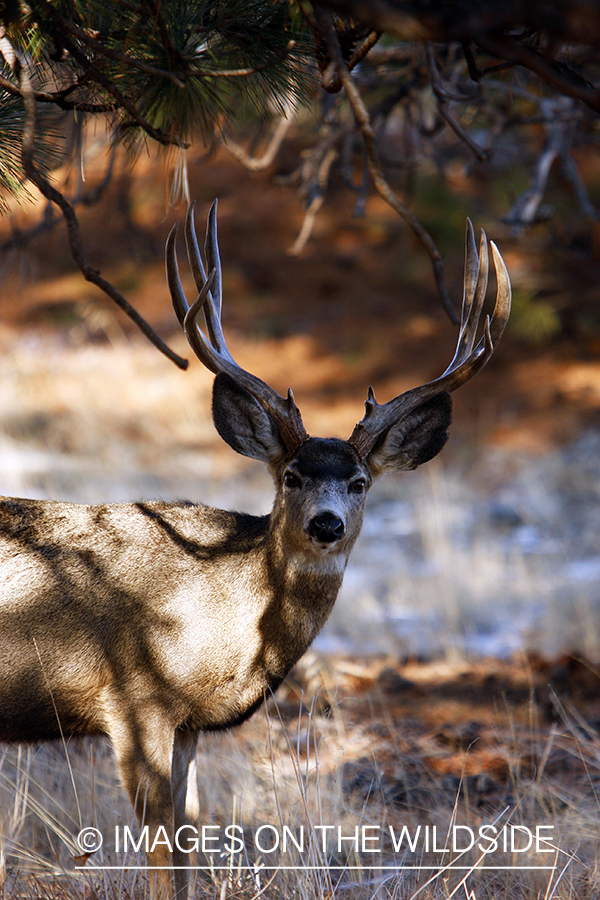 Mule deer 