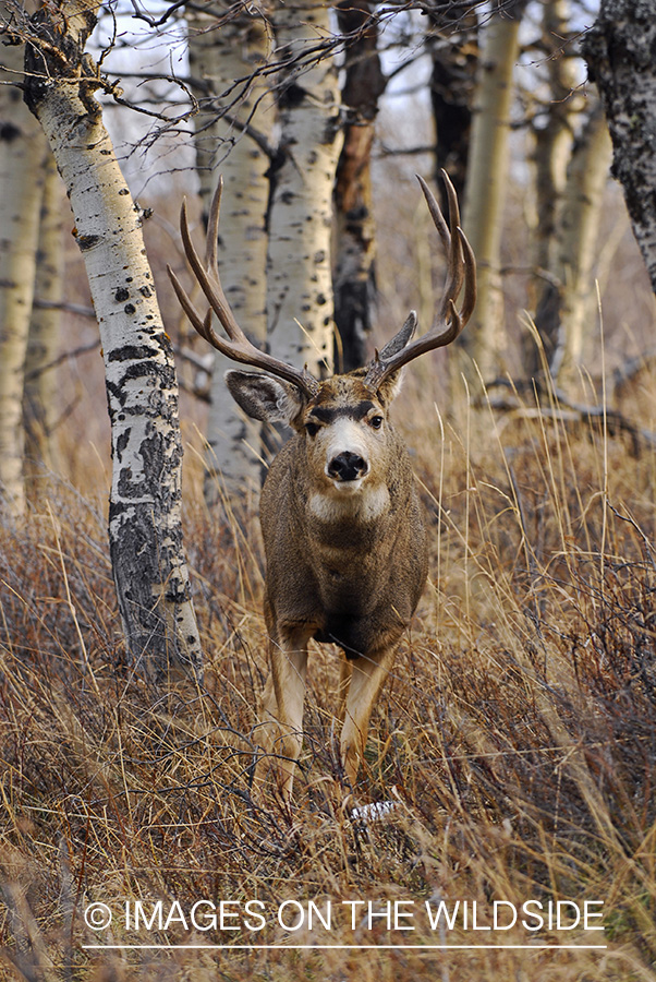 Mule deer 