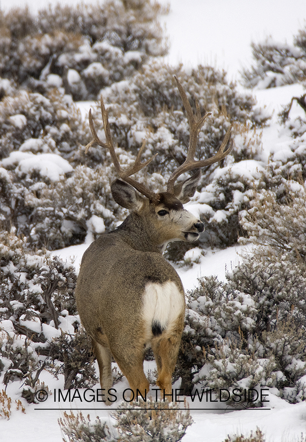 Mule deer 
