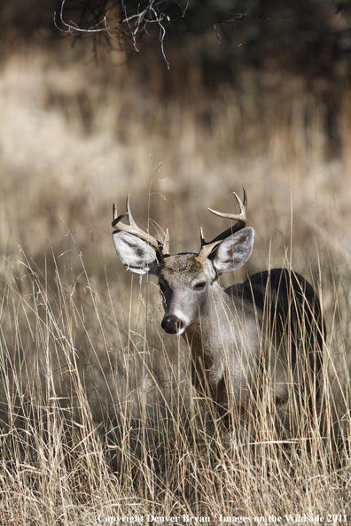 Coues white-tailed buck in field in Arizona. 