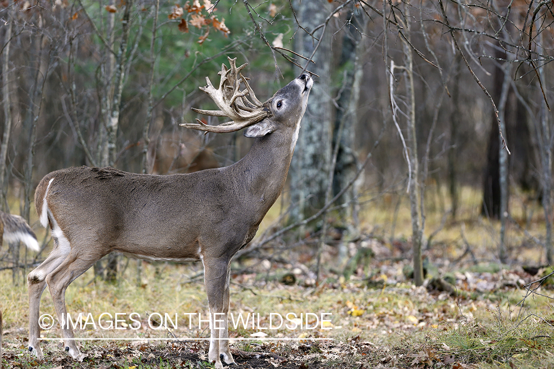 White-tailed buck scent marking.