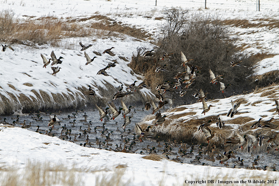 Mallards taking flight.