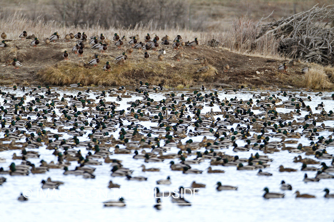 Flock of Mallards in winter habitat.