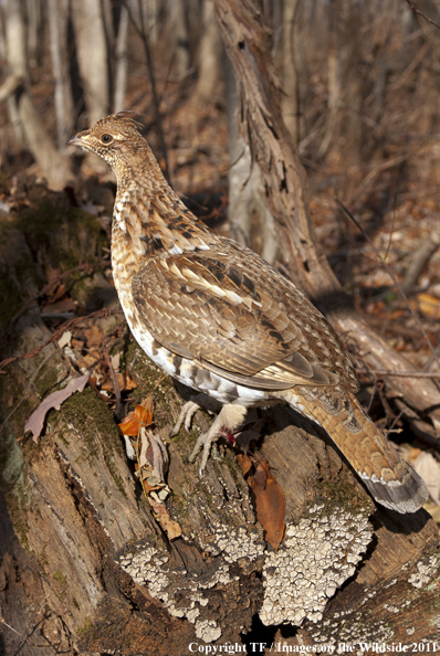 Ruffed Grouse in habitat. 