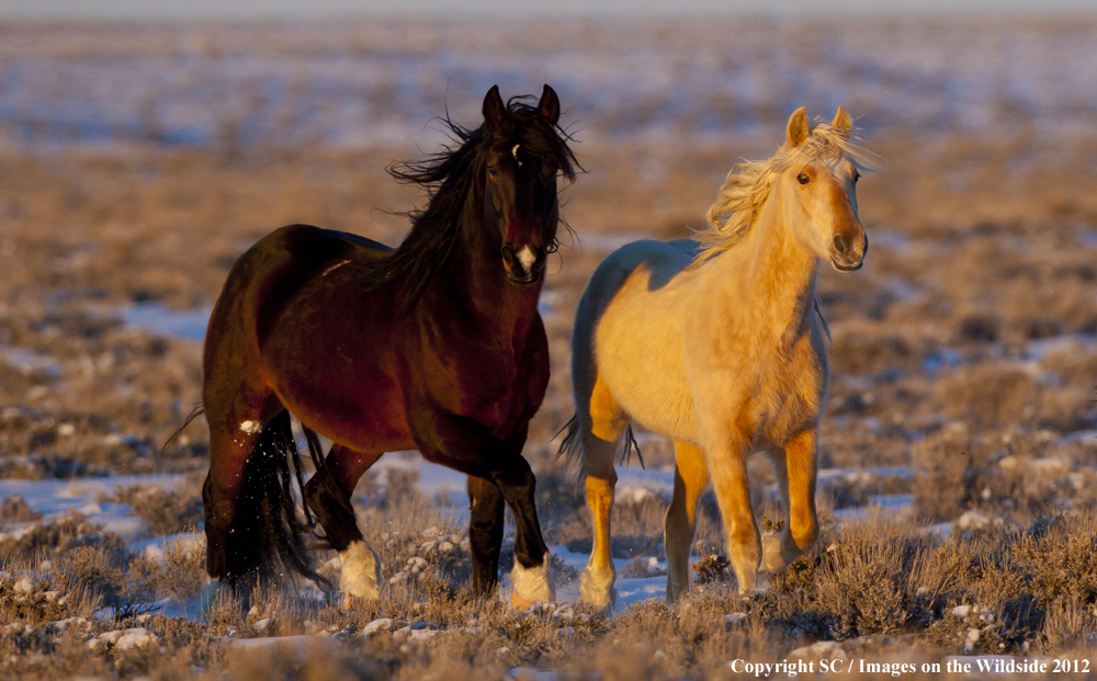 Wild Horses Standing.