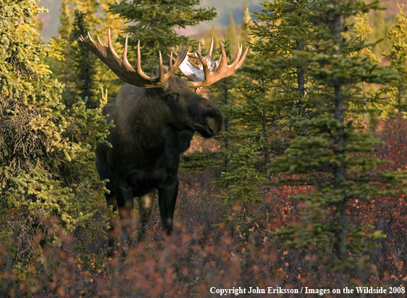 Alaskan Moose in Habitat