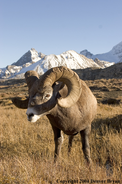 Rocky Mountain bighorn sheep (ram).