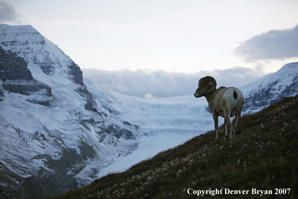 Rocky Mountain Bighorn Sheep